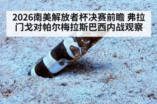 2026南美解放者杯决赛前瞻 弗拉门戈对帕尔梅拉斯巴西内战观察